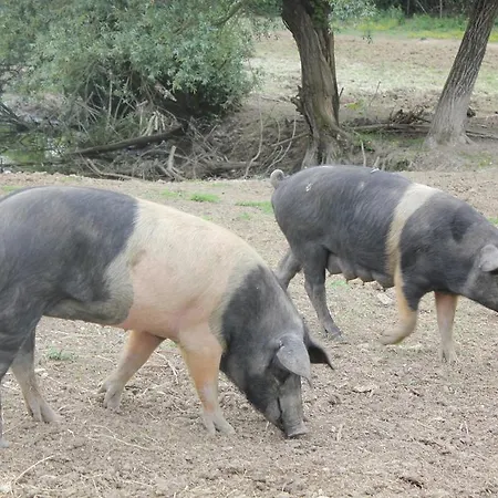 Alloggio per agriturismo L' Antico Casale *
