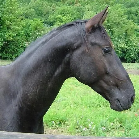 Κατάλυμα σε φάρμα L' Antico Casale Le Marmore